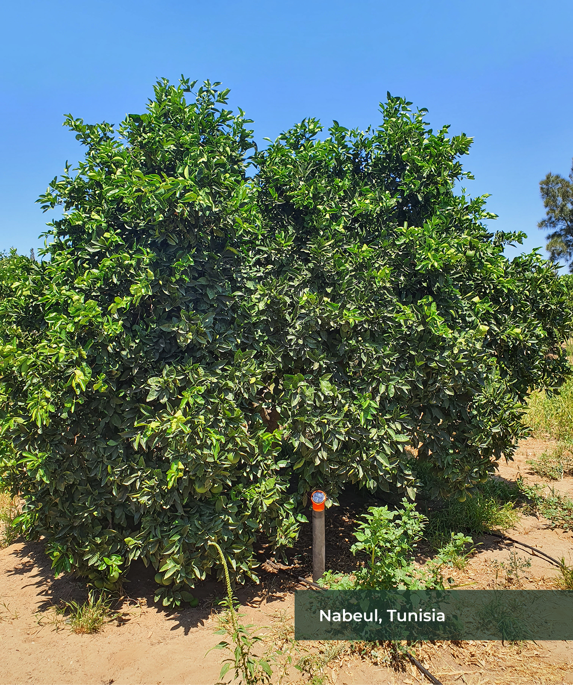 deployment at tunisia